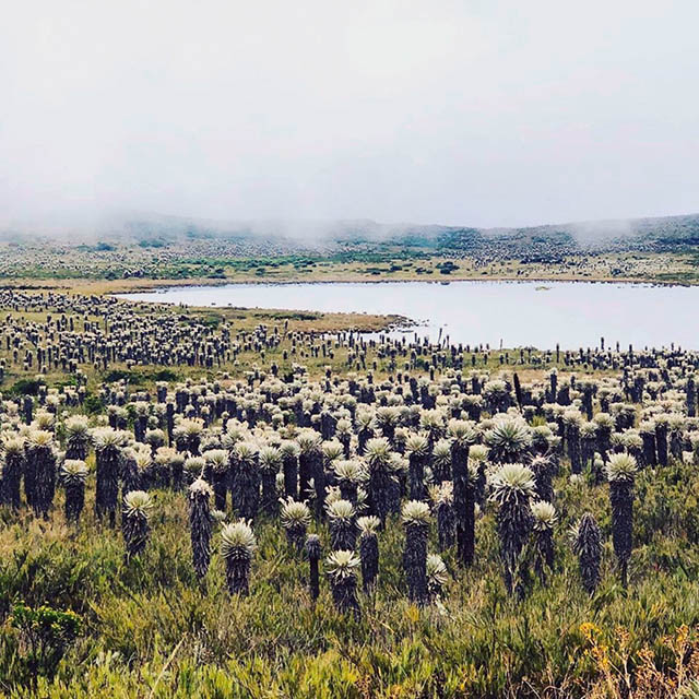 Pantano Grande wetland in Sugamuxi